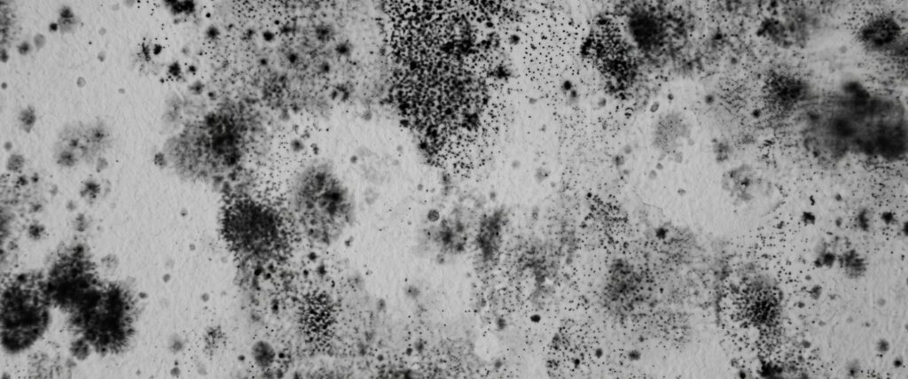 mold, mold-infested