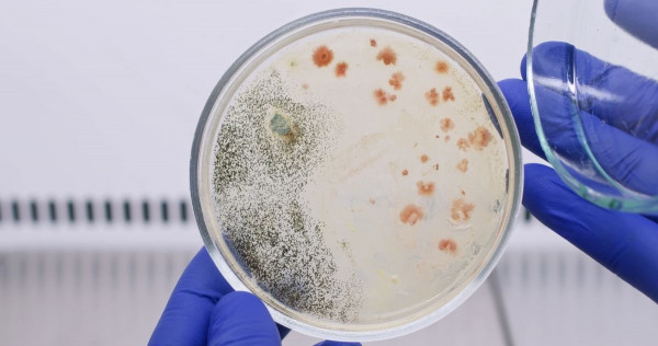 mold test, Petri dish, microbial culture