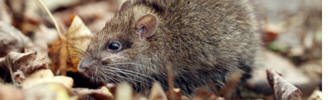 mouse mice, rodent nest rat problem