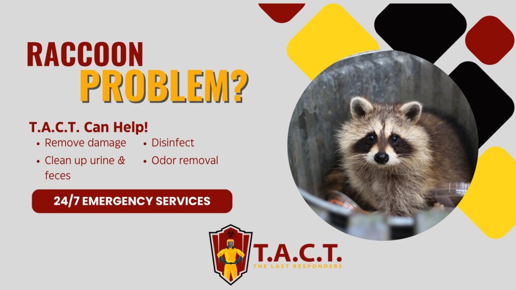 rodent nest attic, animal waste, contaminated droppings