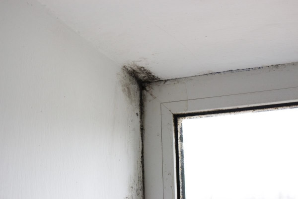 mold, mold-infested corner