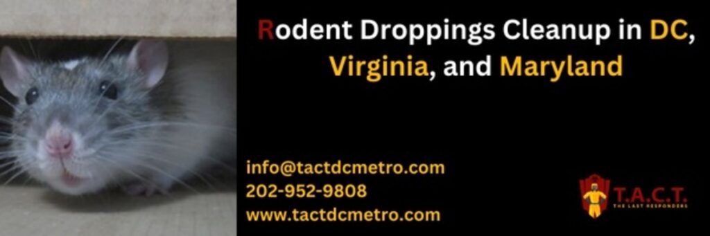 mouse mice, rat problem, droppings